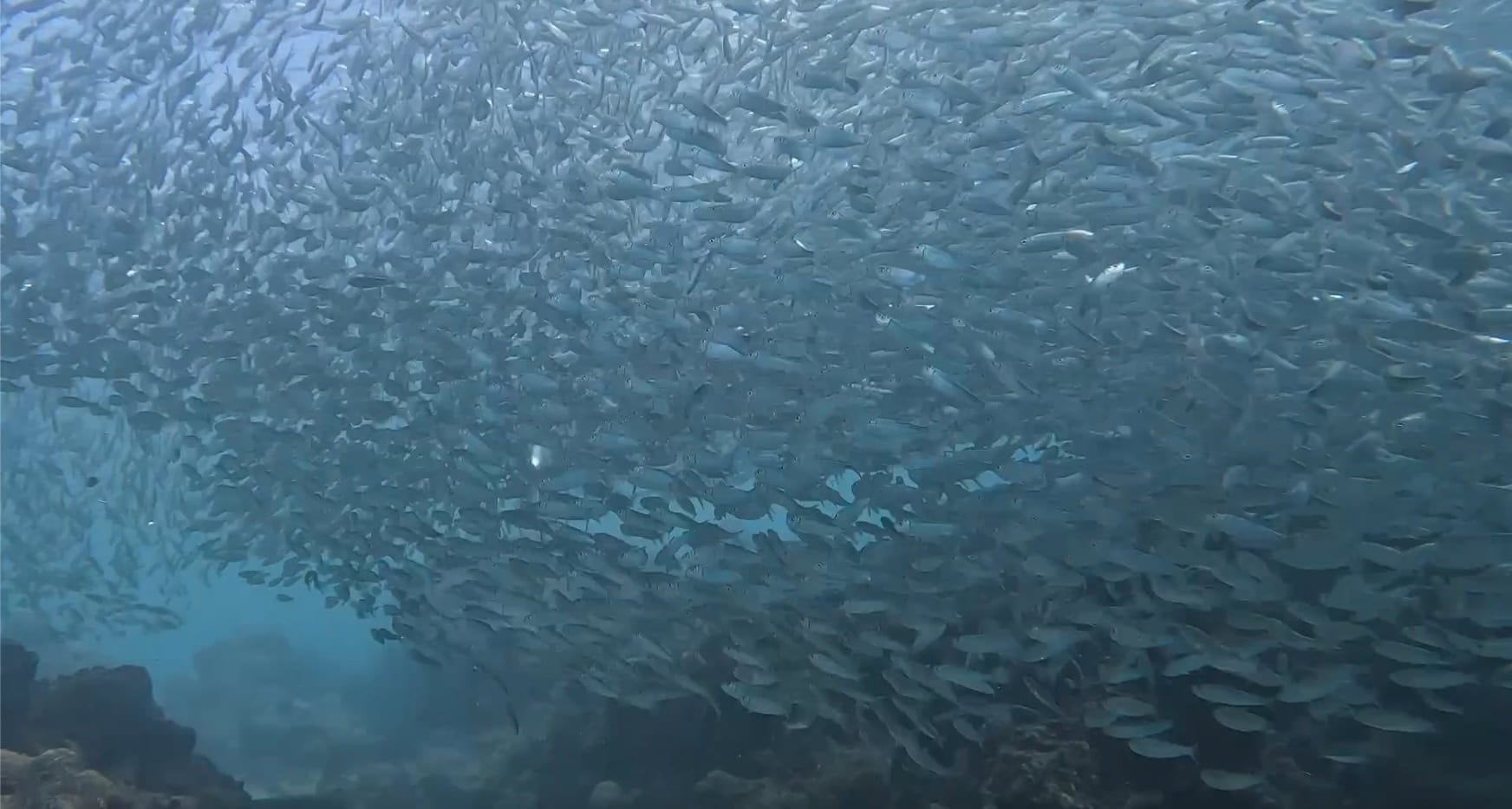 Close-up of the Moalboal sardine run showing thousands of sardines swirling together near the surface.